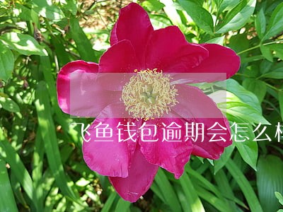 飞鱼钱包逾期会怎么样 飞鱼钱包逾期会怎么样