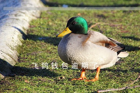 飞鸽钱包逾期了 飞鸽钱包逾期了