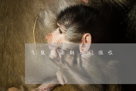 飞鼠贷逾期上门催收