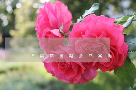 飞鼠贷逾期会立案吗 飞鼠贷逾期会立案吗