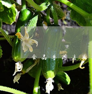 食品兽药法典委员会 食品兽药法典委员会