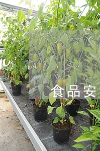 食品安全违法所得如何处罚 食品安全违法所得如何处罚