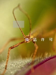 食品许可证逾期申请怎么写