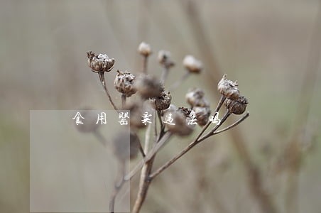 食用罂粟违法吗 食用罂粟违法吗