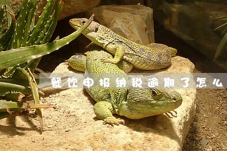 餐饮申报纳税逾期了怎么办 餐饮申报纳税逾期了怎么办