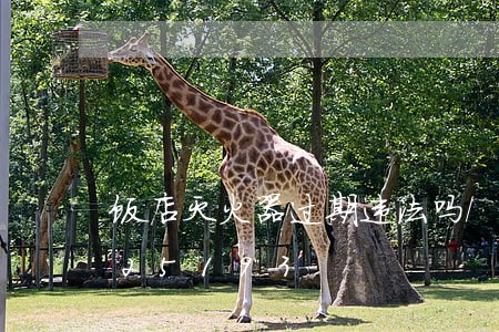 饭店灭火器过期违法吗/2023020325193 饭店灭火器过期违法吗/2023020325193