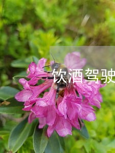 饮酒驾驶逾期处理最多罚款多少 饮酒驾驶逾期处理最多罚款多少