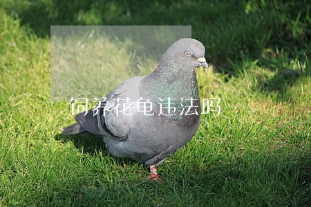 饲养花龟违法吗 饲养花龟违法吗