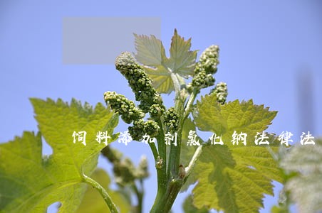 饲料添加剂氯化钠法律法规 饲料添加剂氯化钠法律法规