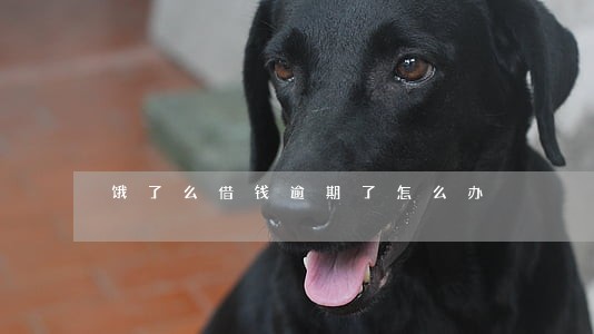 饿了么借钱逾期了怎么办 饿了么借钱逾期了怎么办