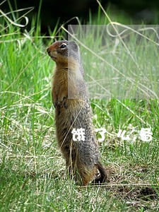 饿了么备用金逾期什么后果 饿了么备用金逾期什么后果