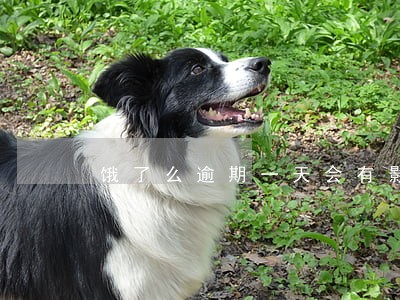 饿了么逾期一天会有影响吗 饿了么逾期一天会有影响吗
