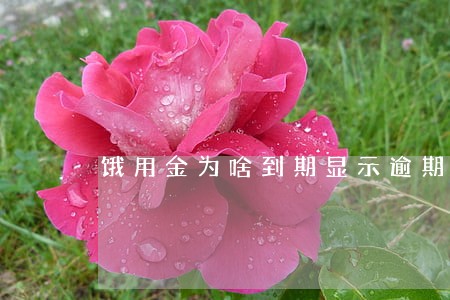 饿用金为啥到期显示逾期 饿用金为啥到期显示逾期