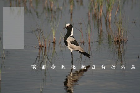 饿用金到还款日为什么显示逾期 饿用金到还款日为什么显示逾期