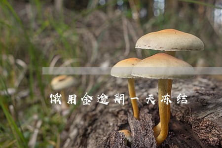 饿用金逾期一天冻结 饿用金逾期一天冻结