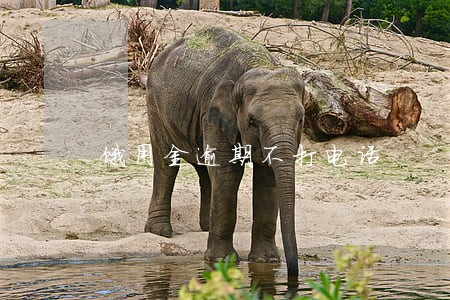 饿用金逾期不打电话 饿用金逾期不打电话