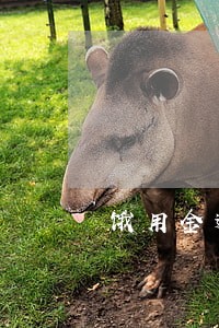 饿用金逾期利息减免 饿用金逾期利息减免