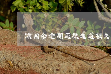 饿用金逾期还款通道被关闭了 饿用金逾期还款通道被关闭了