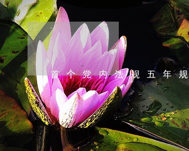 首个党内法规五年规划发布 首个党内法规五年规划发布