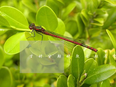 首付分期付款逾期没交 首付分期付款逾期没交