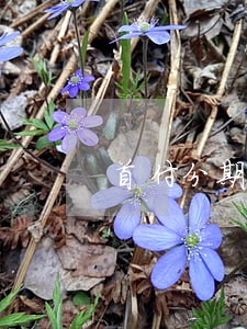 首付分期车贷逾期多久 首付分期车贷逾期多久