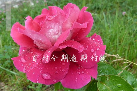 首付分期逾期付款