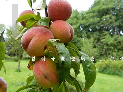 首付分期逾期会上征信吗 首付分期逾期会上征信吗