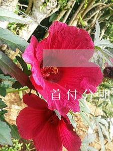 首付分期逾期十天补齐w 首付分期逾期十天补齐w