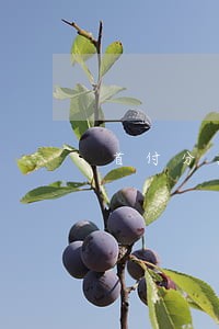 首付分期逾期日息千分之二合法吗