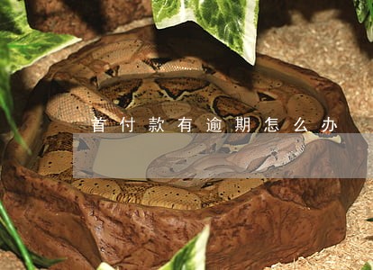 首付款有逾期怎么办 首付款有逾期怎么办