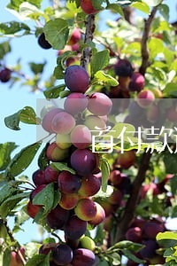 首付款逾期合同要解除 首付款逾期合同要解除