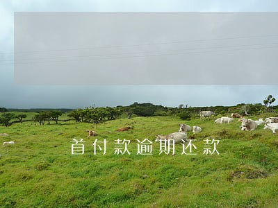 首付款逾期还款 首付款逾期还款
