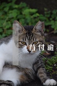 首付逾期是违约吗房东默认