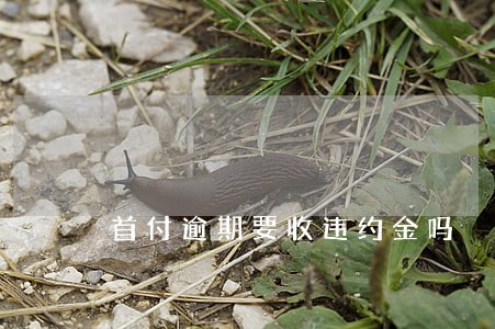 首付逾期要收违约金吗 首付逾期要收违约金吗
