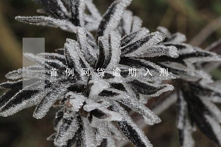 首例网贷逾期入刑 首例网贷逾期入刑