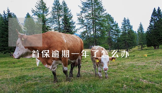 首保逾期一年了怎么办 首保逾期一年了怎么办