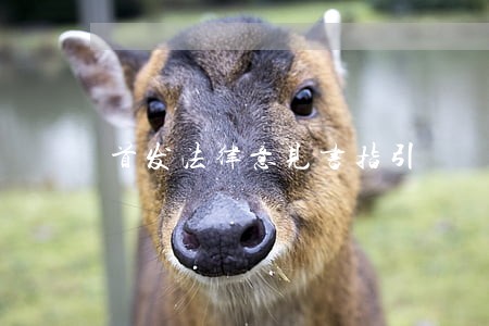 首发法律意见书指引