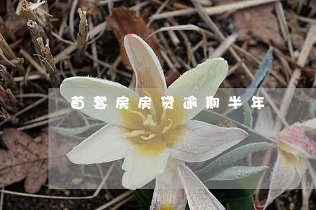 首套房房贷逾期半年 首套房房贷逾期半年