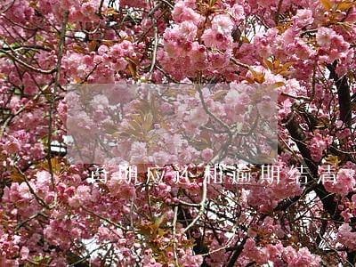 首期应还和逾期结清 首期应还和逾期结清