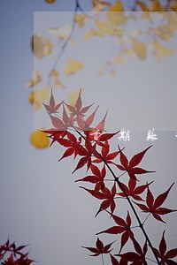 首期账单逾期两天被取消分期 首期账单逾期两天被取消分期