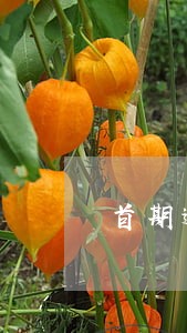 首期逾期造成什么后果 首期逾期造成什么后果