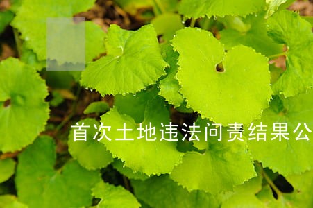 首次土地违法问责结果公布 首次土地违法问责结果公布