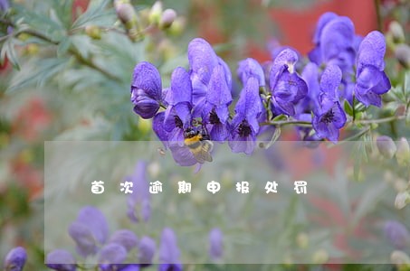 首次逾期申报处罚 首次逾期申报处罚