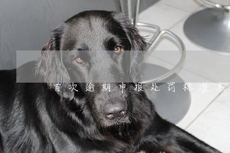 首次逾期申报处罚标准黑龙江 首次逾期申报处罚标准黑龙江