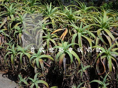 首次逾期申报罚款 首次逾期申报罚款