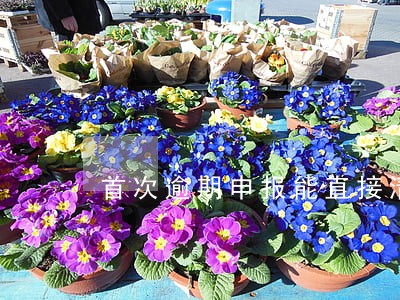 首次逾期申报能直接清盘吗