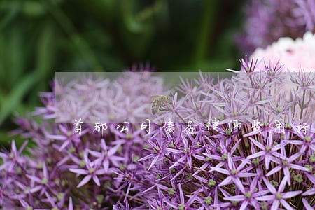 首都公司债务律师费用标准 首都公司债务律师费用标准