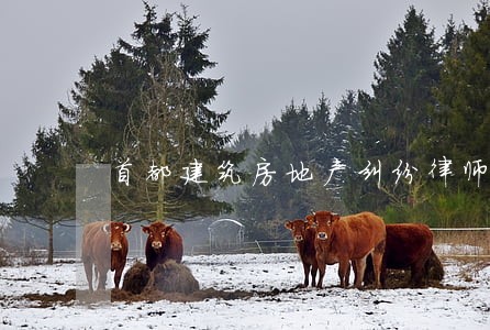 首都建筑房地产纠纷律师 首都建筑房地产纠纷律师
