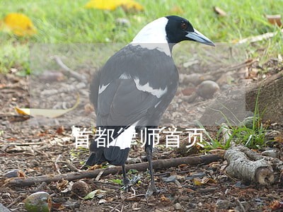 首都律师首页
