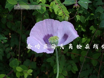 香坊区海关商检在线律师 香坊区海关商检在线律师